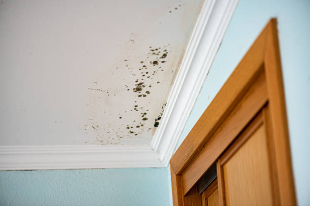 Best Residential Mold Removal  in Newburgh, IN