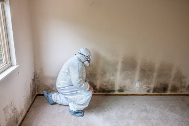 Best Office Mold Removal Services  in Newburgh, IN