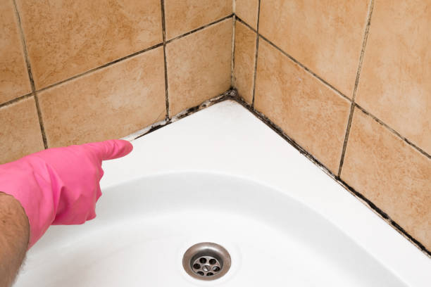 Best Black Mold Removal  in Newburgh, IN