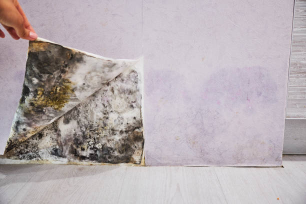 Attic Mold Removal in Newburgh, IN